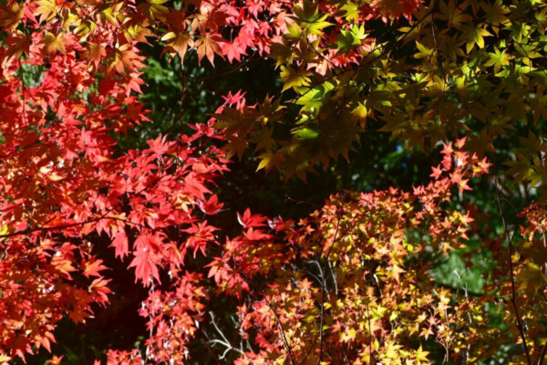 苗秀寺の紅葉 見頃 2019年11月9日 撮影:MKタクシー