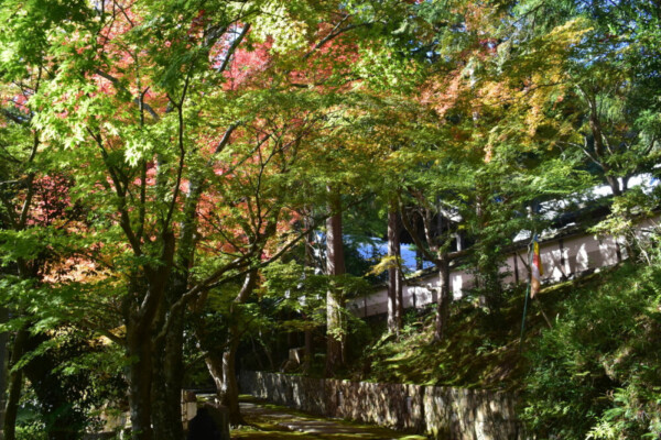 苗秀寺 紅葉 見頃近し 2019年11月9日 撮影:MKタクシー