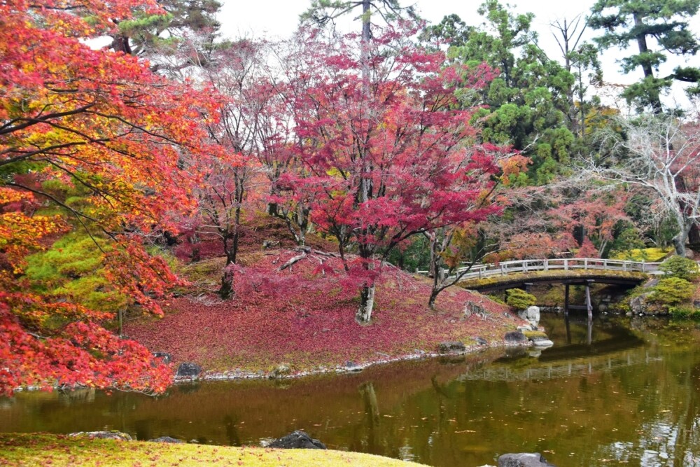 京都仙洞御所・南池の紅葉　散りはじめ　2020年11月26日　撮影：MKタクシー