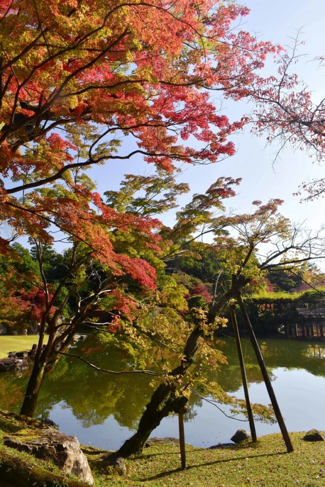 京都仙洞御所・南池の紅葉と八つ橋　見頃　2020年11月12日　撮影：MKタクシー