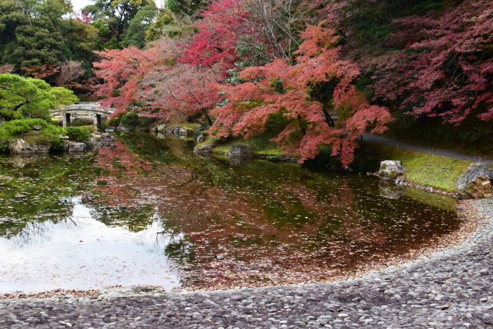 京都仙洞御所・南池の紅葉　散りはじめ　2020年11月26日　撮影：MKタクシー