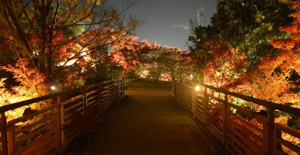 梅小路公園・朱雀の庭の紅葉ライトアップ　見頃　2017年11月19日　撮影：MKタクシー