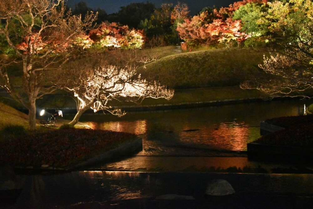 梅小路公園・朱雀の庭の紅葉ライトアップ　見頃　2018年11月27日　撮影：MKタクシー