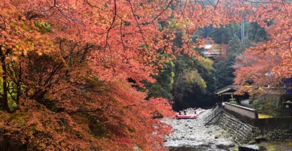 高雄の紅葉 散りはじめ 2019年11月24日 撮影:MKタクシー