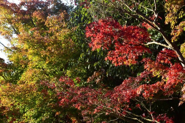 宇治市植物公園・秋のゾーンの紅葉　色づきはじめ　2018年11月11日　撮影：MKタクシー