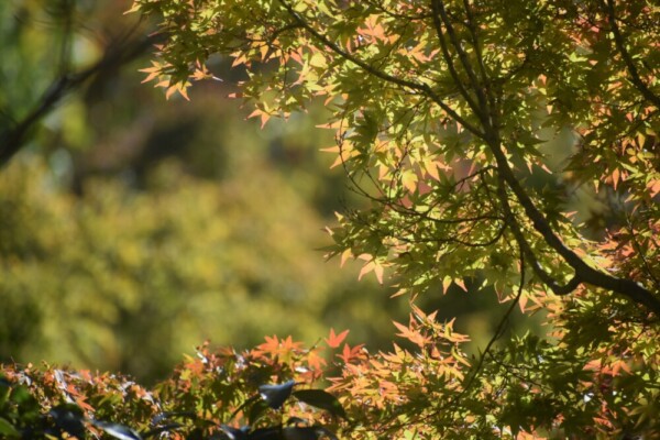 宇治市植物公園・秋のゾーンの紅葉　色づきはじめ　2021年10月23日　撮影：MKタクシー