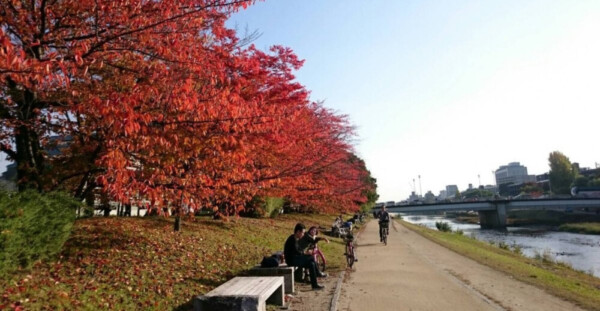 丸太町橋・ソメイヨシノの桜紅葉　見頃　2016年11月12日　撮影：MKタクシー