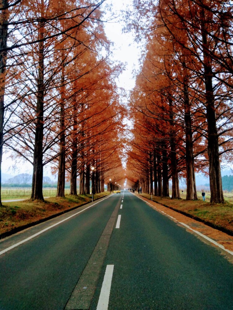 マキノ・メタセコイア並木の紅葉　散りはじめ　2021年12月12日　撮影：MKタクシー