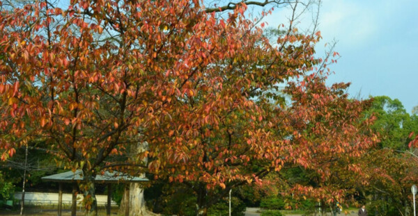円山公園のソメイヨシノの桜紅葉　見頃　2017年11月4日　撮影：MKタクシー