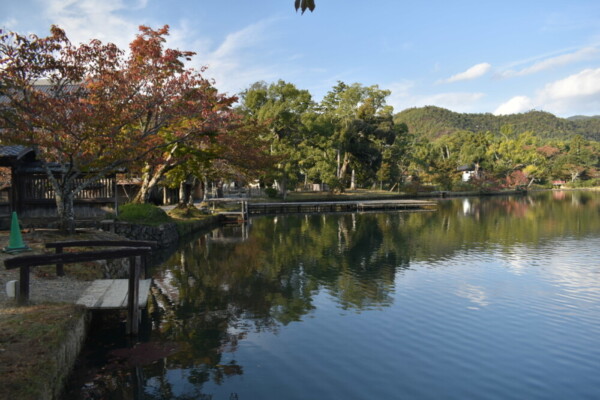 大沢池・ソメイヨシノの桜紅葉　見頃近し　2020年10月29日　撮影：MKタクシー