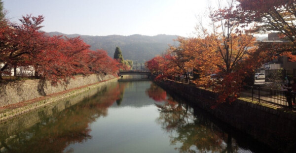 岡崎疎水・広道橋からのソメイヨシノの桜紅葉　見頃　2018年11月14日　撮影：MKタクシー