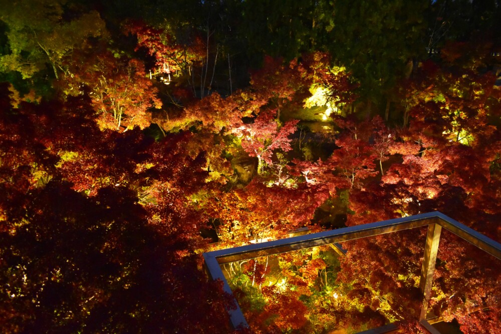 けいはんな記念公園・水景園の紅葉ライトアップ　身頃　2019年11月17日　撮影：MKタクシー
