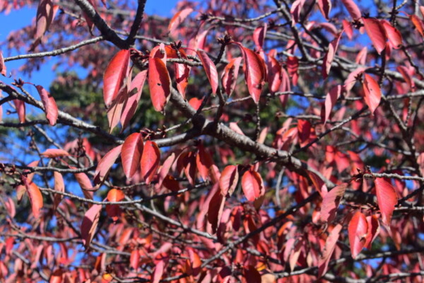 京都府立植物園・ソメイヨシノの桜紅葉　見頃　2019年11月13日　撮影：MKタクシー