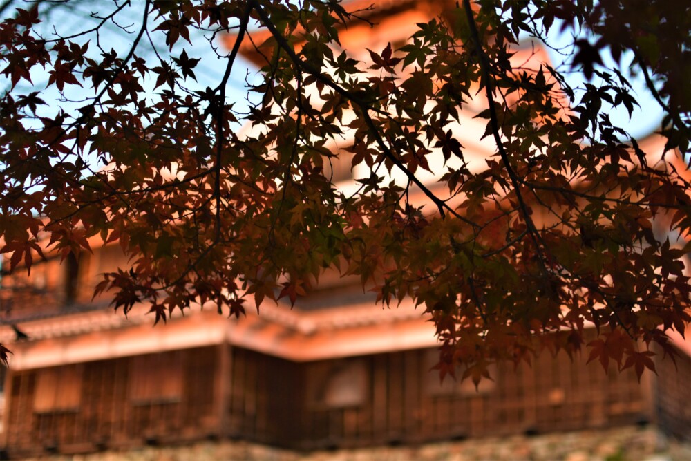 福知山城の紅葉　2021年11月17日　撮影：MKタクシー