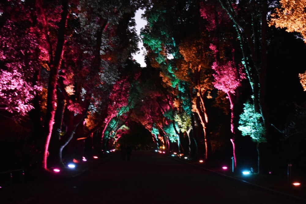 クスノキ並木のライトアップ　2019年11月20日　撮影：MKタクシー