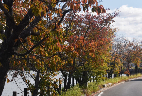 広沢池・一条通の桜紅葉　色づきはじめ　2019年11月4日　撮影：MKタクシー