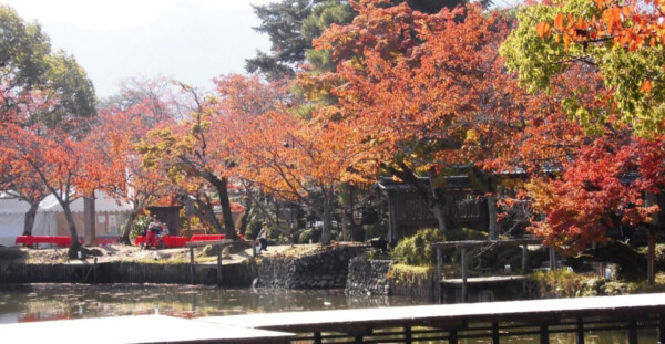 大沢池・池舞台とソメイヨシノの桜紅葉　見頃　2016年11月13日　撮影：MKタクシー