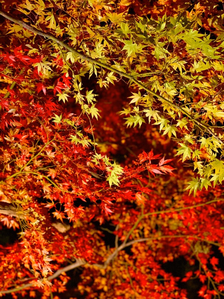 大原野神社の紅葉ライトアップ　2019年11月16日　撮影：MKタクシー