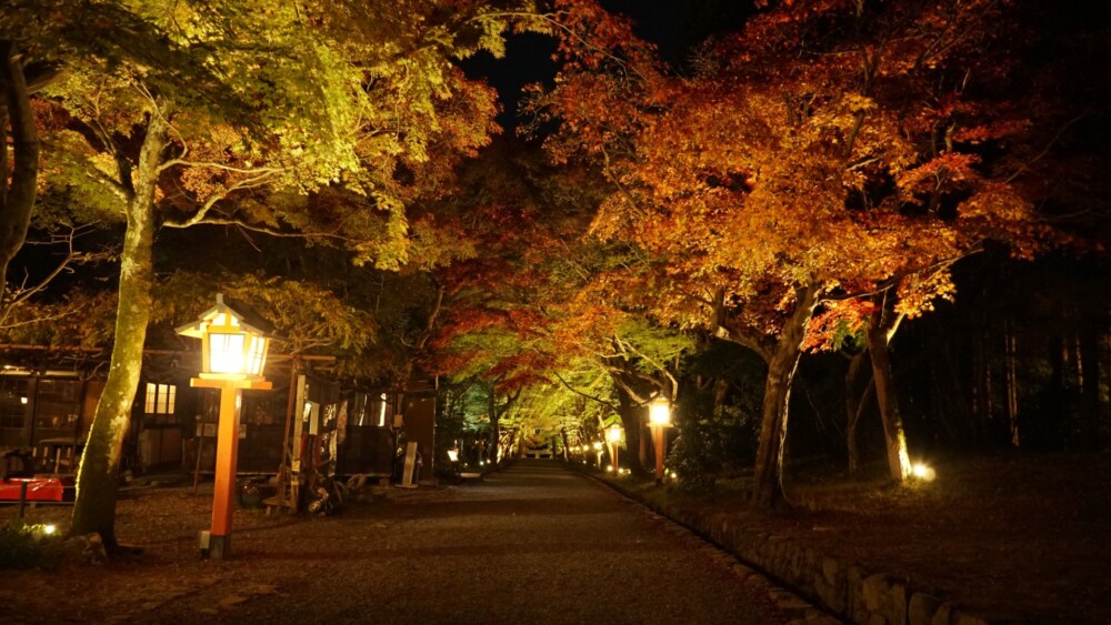 大原野神社の紅葉ライトアップ　2021年11月19日　撮影：MKタクシー