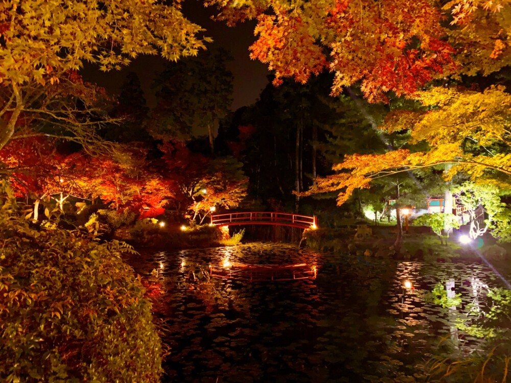 大原野神社・鯉沢池の紅葉ライトアップ　2019年11月16日　撮影：MKタクシー