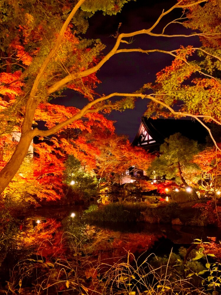 金戒光明寺の紅葉ライトアップ　2019年11月29日　撮影：MKタクシー