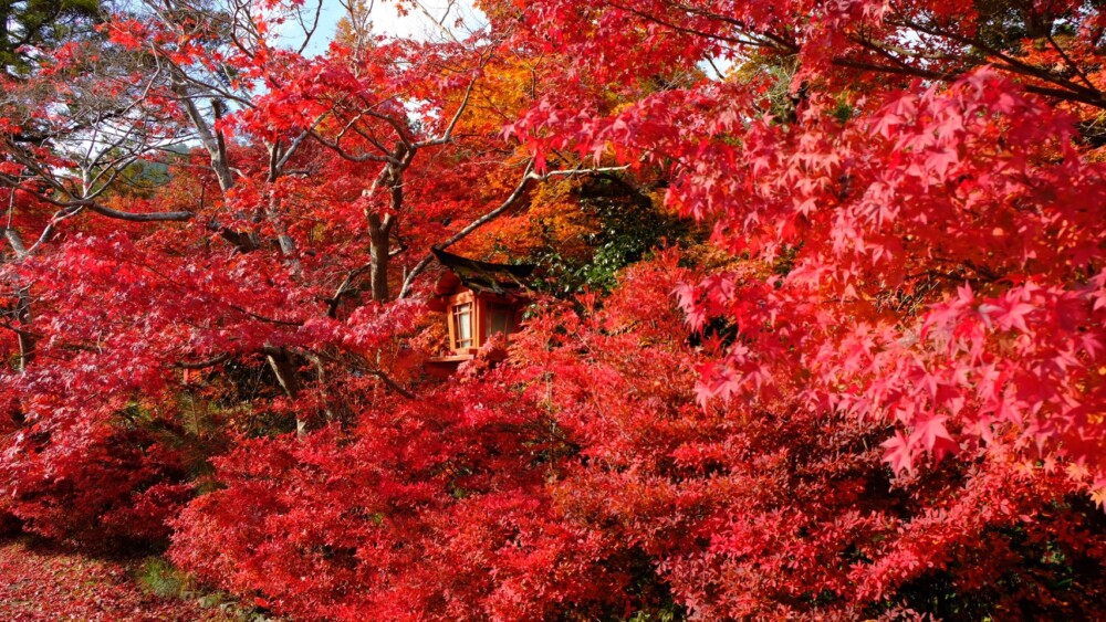 鍬山神社の紅葉　2020年11月12日　撮影：MKタクシー