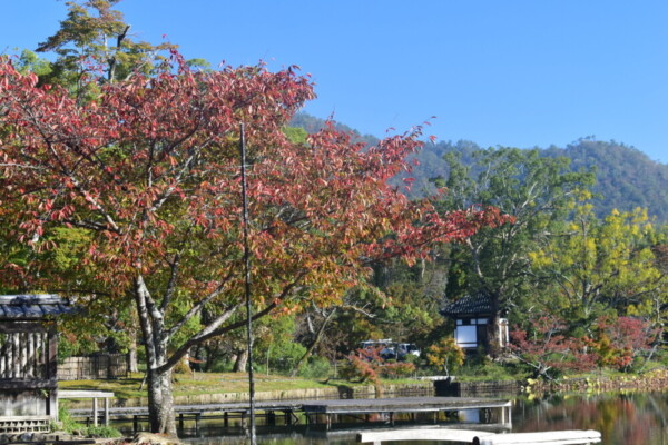 大沢池・池舞台とソメイヨシノの桜紅葉　色づきはじめ　2018年10月28日　撮影：MKタクシー
