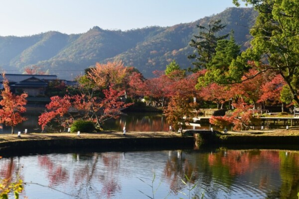 大沢池・放生池とソメイヨシノの桜紅葉　見頃　2019年11月13日　撮影：MKタクシー