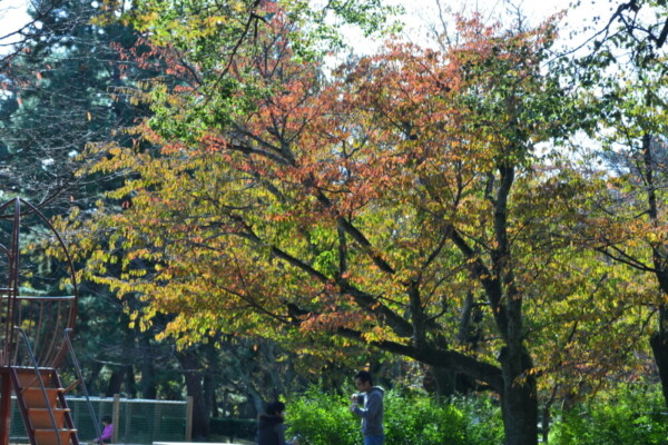 京都御苑・児童公園の桜紅葉　色づきはじめ　2017年11月11日　撮影：MKタクシー