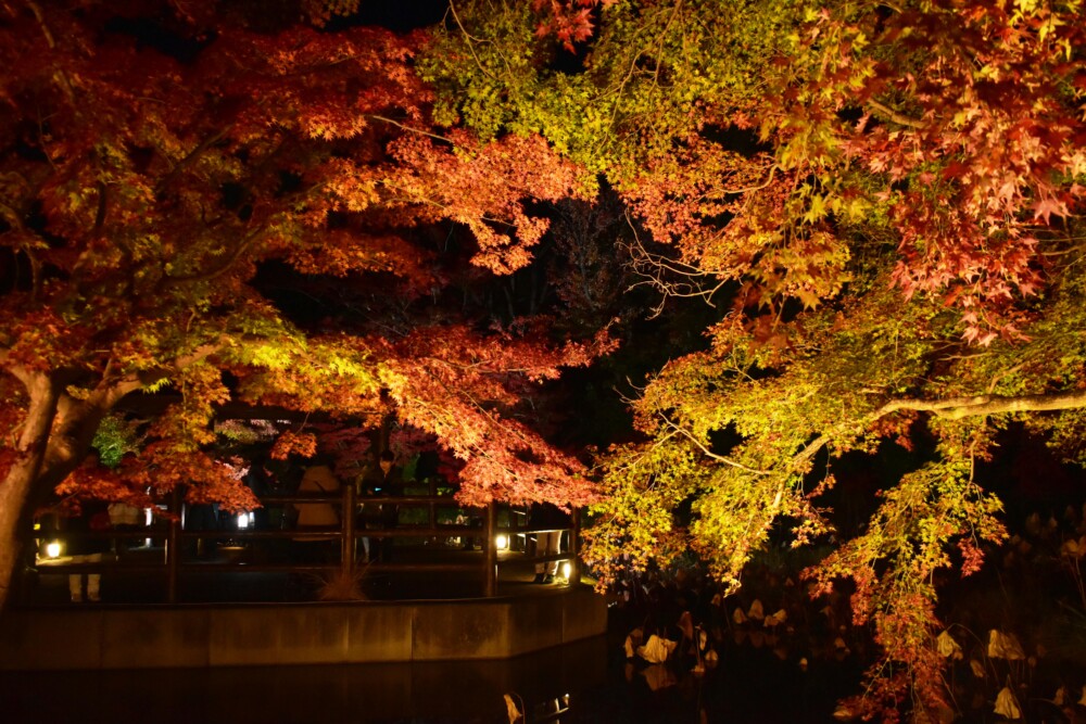 京都府立植物園の紅葉ライトアップ　2019年11月20日　撮影：MKタクシー