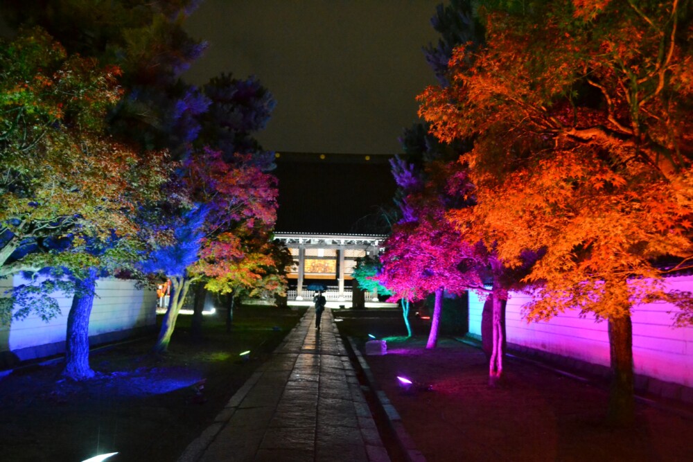 妙顕寺の紅葉ライトアップ　色づきはじめ　2017年11月11日　撮影：MKタクシー