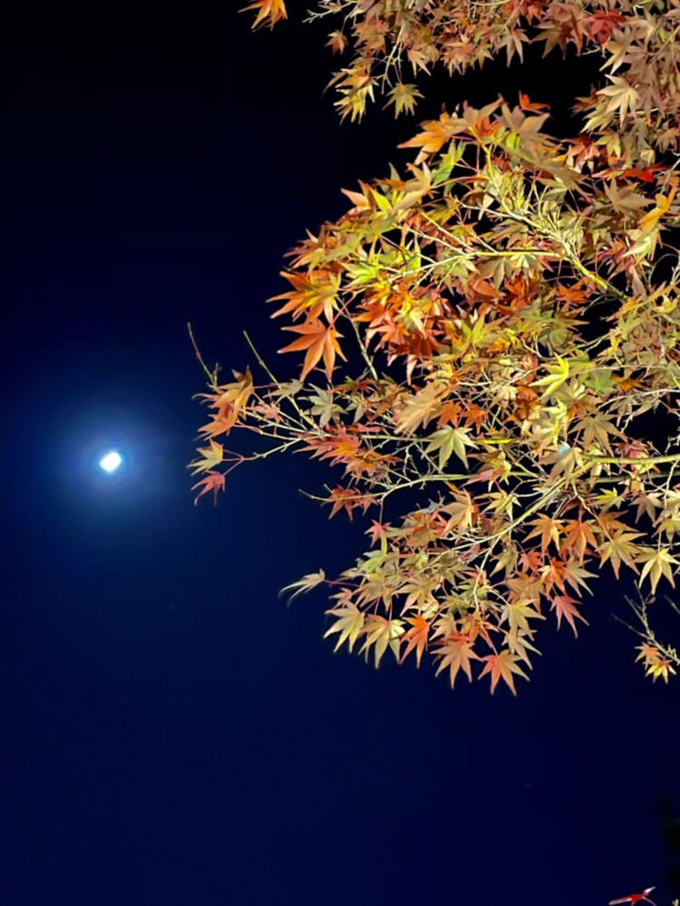 大原野神社の月光と紅葉ライトアップ　2020年11月23日　撮影：MKタクシー