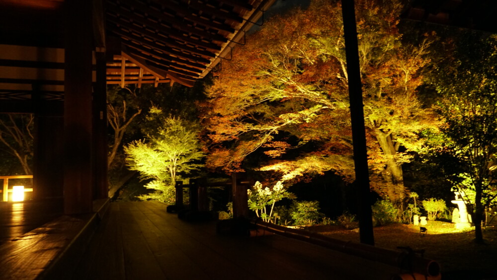 2021年11月12日　東福寺・方丈の紅葉ライトアップ　色づきはじめ　撮影：MKタクシー