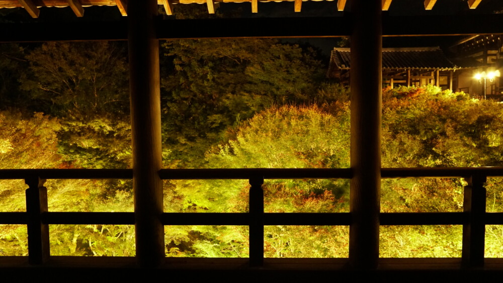 2021年11月12日 通天橋からの紅葉ライトアップ 色づきはじめ 撮影:MKタクシー