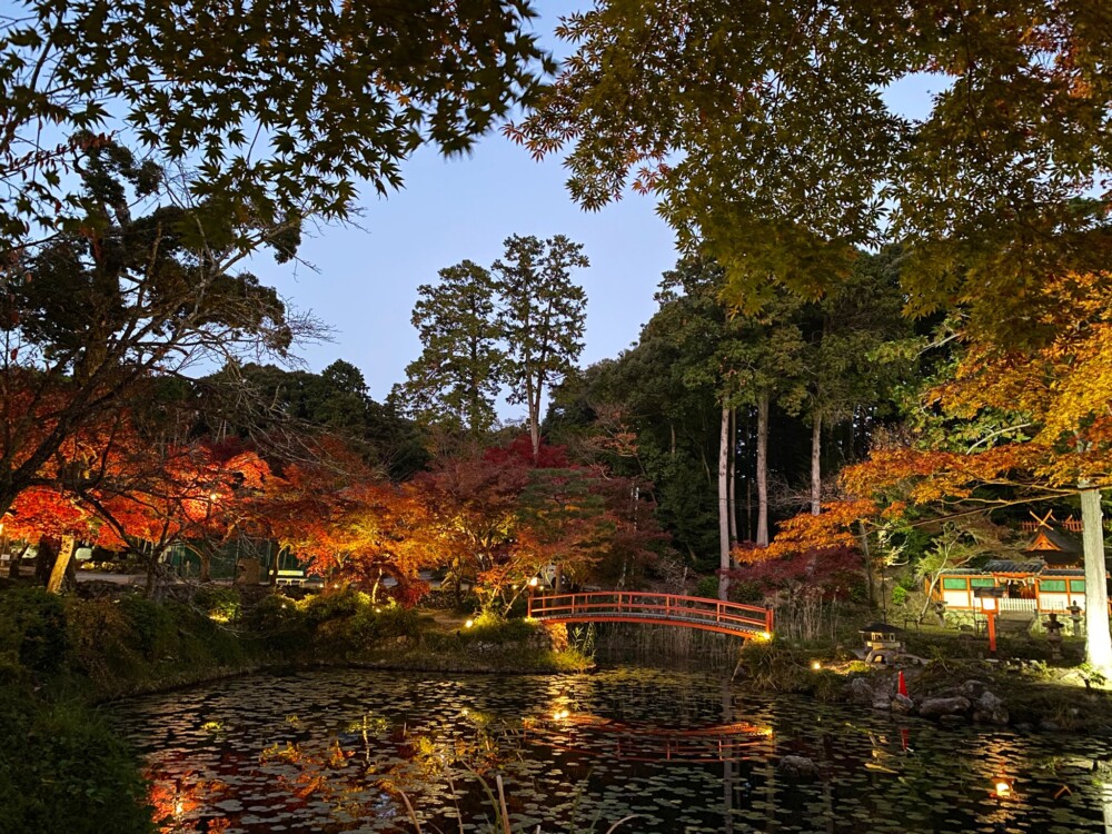 大原野神社・鯉沢池の紅葉ライトアップ　2021年11月19日　撮影：MKタクシー