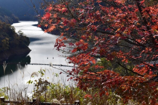 天ヶ瀬森林公園「天ヶ瀬ダム展望台」の紅葉　散りはじめ　2020年11月28日　撮影：MKタクシー