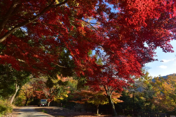 天ヶ瀬森林公園の紅葉　散りはじめ　2020年12月5日　撮影：MKタクシー