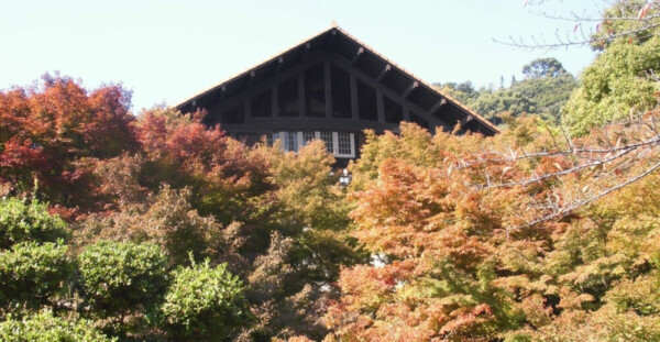 アサヒビール大山崎山荘美術館の紅葉　色づきはじめ　2016年11月5日　撮影：MKタクシー