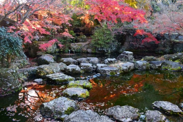 アサヒビール大山崎山荘の紅葉　散りはじめ　2020年12月5日　撮影：MKタクシー