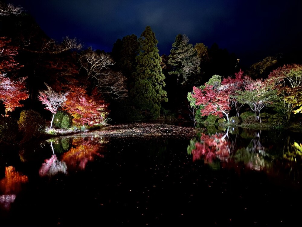 京都府立植物園の紅葉ライトアップ　2020年11月19日　撮影：MKタクシー