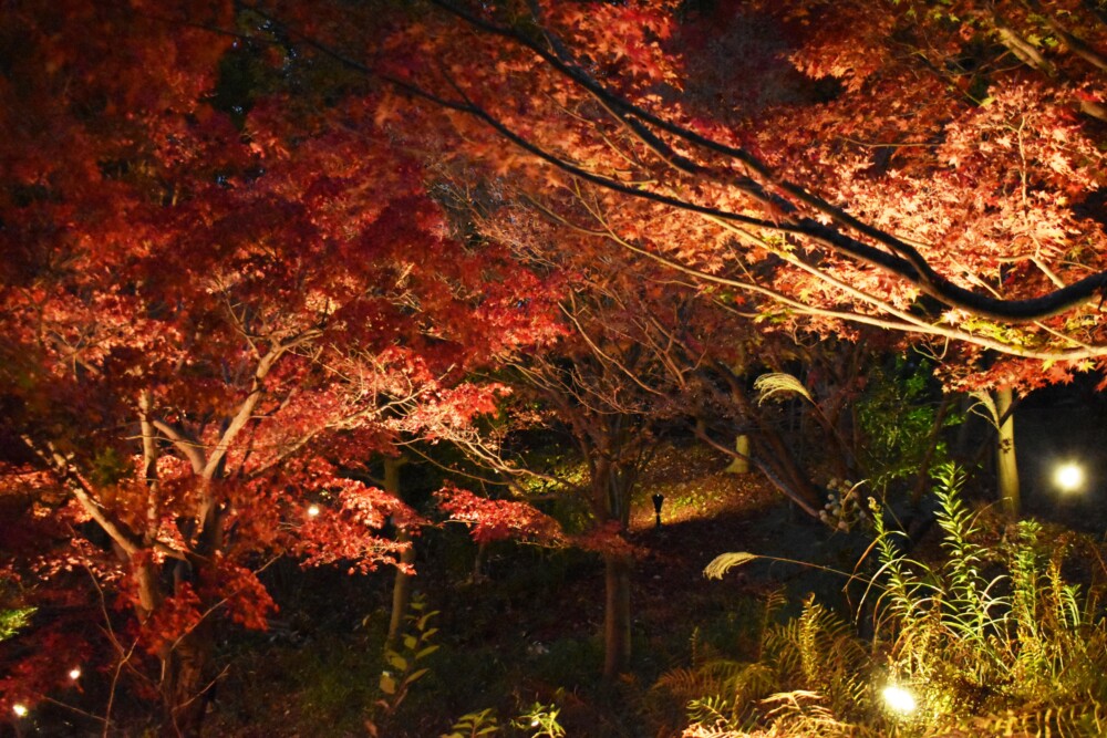 宇治市植物公園の紅葉ライトアップ　見頃　2020年11月22日　撮影：MKタクシー