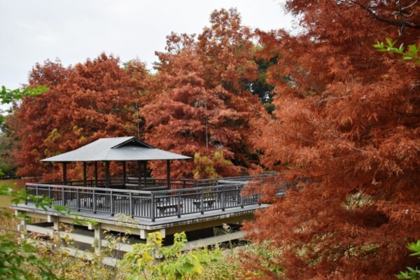 宇治市植物公園・修景池　ヌマスギの褐葉　見頃　2020年11月22日　撮影：MKタクシー