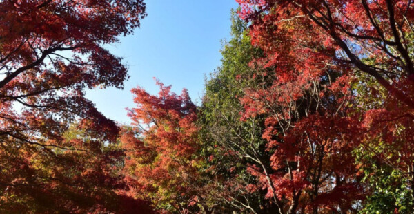 宇治市植物公園・秋のゾーンの紅葉　見頃　2018年11月24日　撮影：MKタクシー