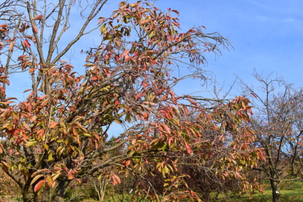 宇治市植物公園・春のゾーンのサトザクラの桜紅葉　見頃　2018年11月11日　撮影：MKタクシー