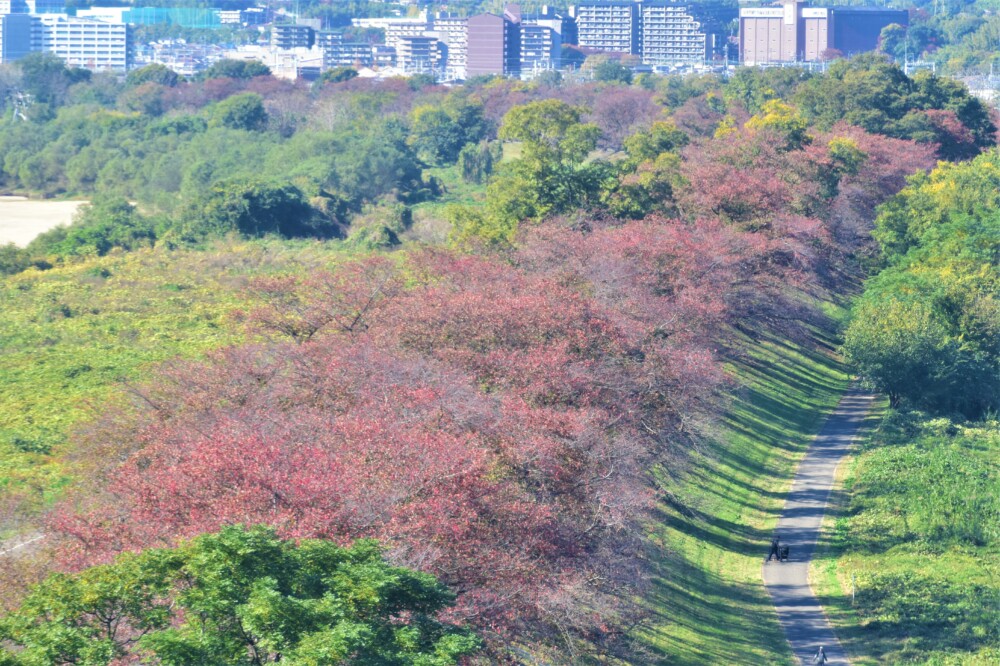 さくらであい館の展望台からの背割堤の桜紅葉 散りはじめ 2021年11月13日 撮影:MKタクシー