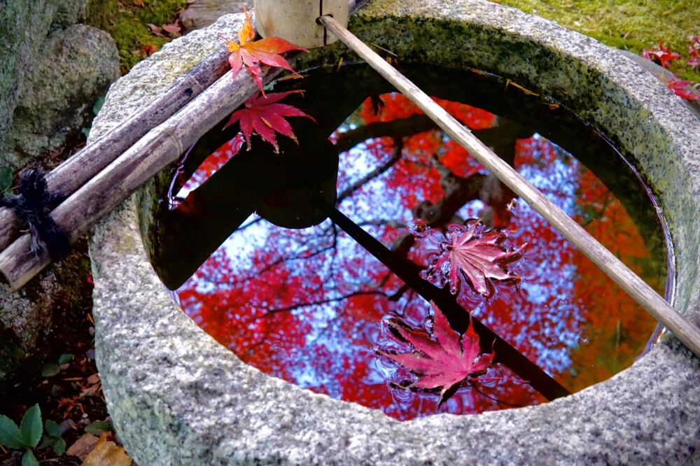 手水鉢に浮かぶ紅葉　2019年11月15日　撮影：MKタクシー