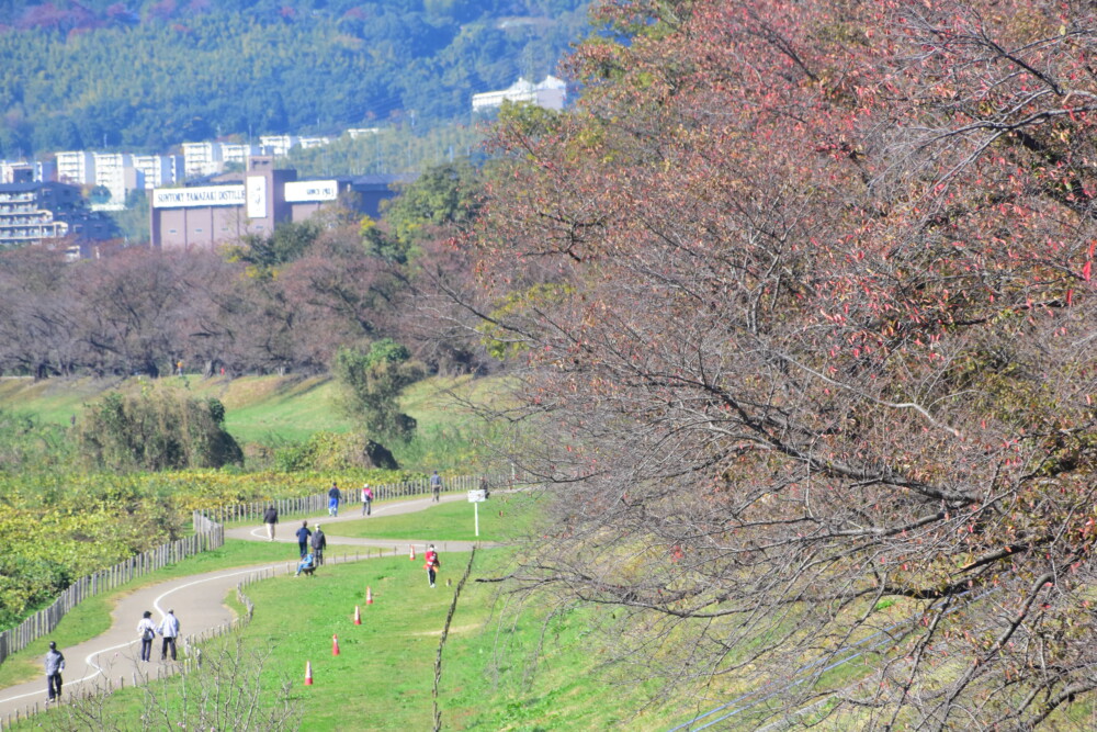 背割堤の桜紅葉 散りはじめ 2021年11月13日 撮影:MKタクシー