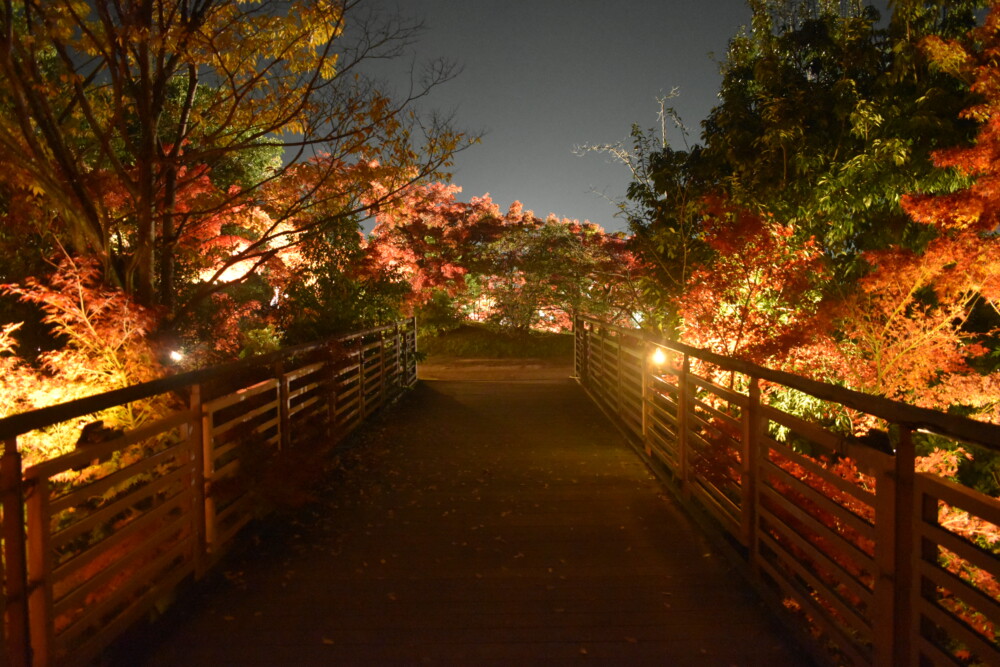 梅小路公園・朱雀の庭の紅葉ライトアップ　身頃　2018年11月27日　撮影：MKタクシー