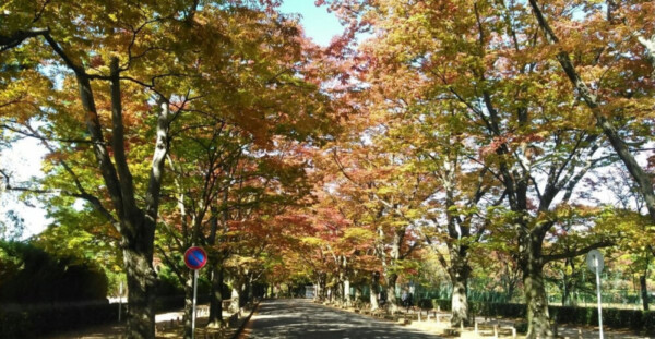 京都府立植物園・ケヤキ並木の紅葉　見頃近し　2014年10月30日　撮影：MKタクシー