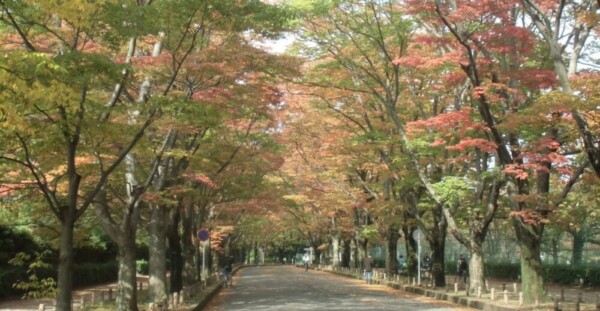 京都府立植物園・ケヤキ並木の紅葉　見頃近し　2013年11月4日　撮影：MKタクシー